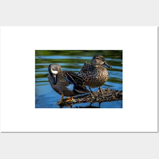 Blue-winged Teal Pair - Dabbling Ducks Posters and Art